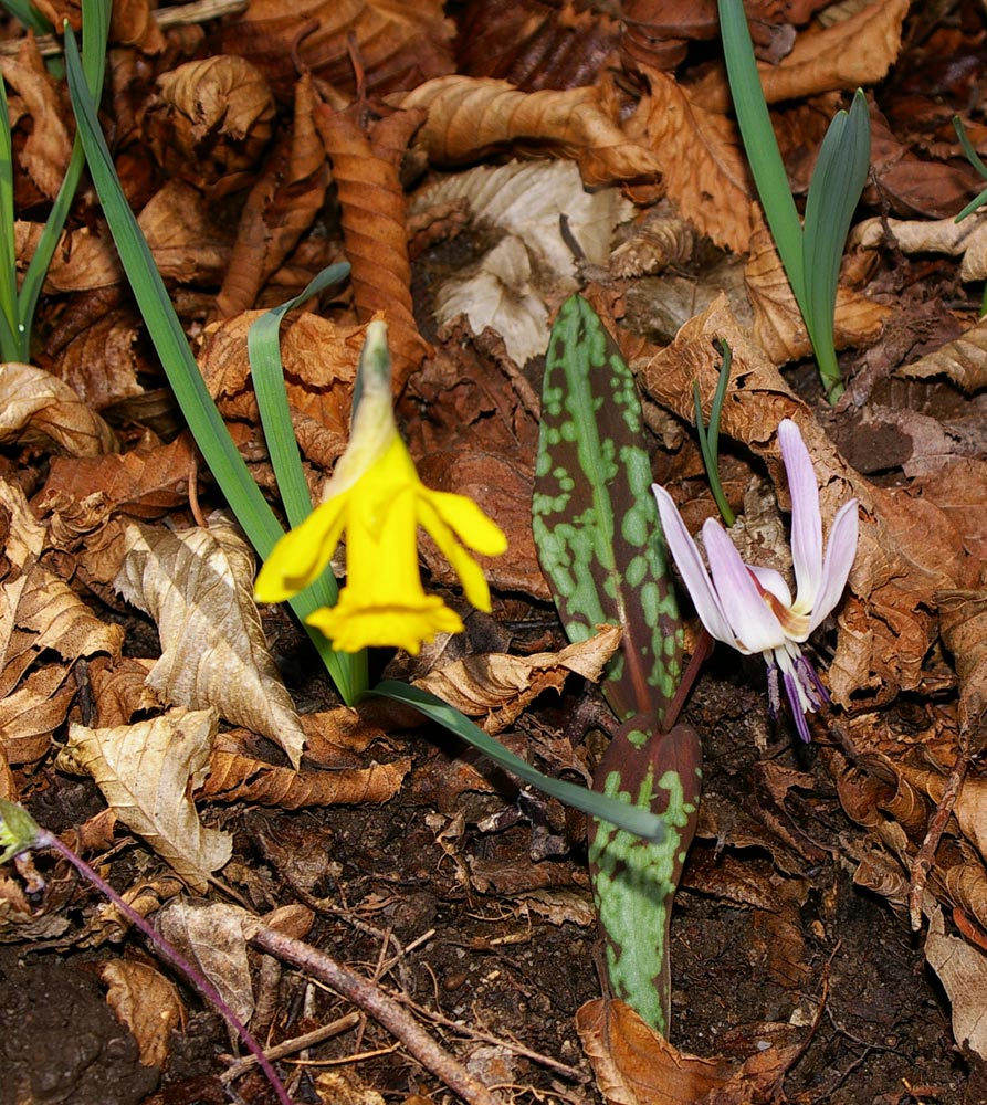 Erythronium dens-canis / Dente di cane